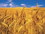 Медведев объявил о зерновых интервенциях