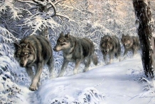 В Якутии в связи резким увеличением численности волков введён режим ЧС