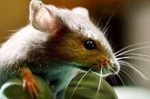 Американские ученые имплантировали мышам искусственные вспоминания