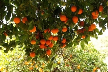 Грузия готовится к поставкам цитрусовых на российский рынок