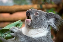 В Австралии по приказу властей истребили 686 коал