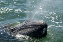Канадская туристка погибла после столкновения катера с китом