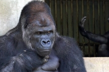 Самый красивый самец гориллы в мире стал любимцем женщин в Японии