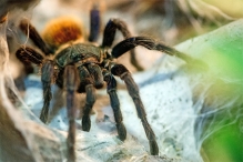 Австралийский город оккупировали 25 тысяч тарантулов