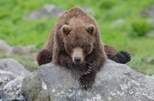 На Камчатке застрелили нападавшую на собак медведицу